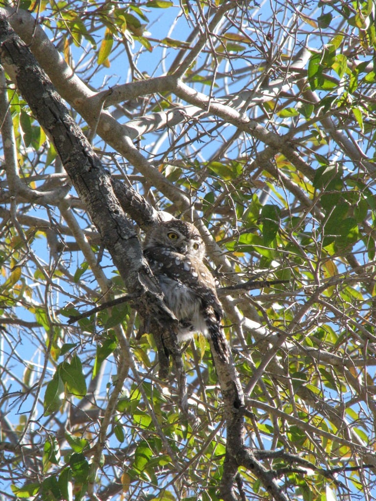 Pearl Spotted Owlet | Kapama Blog