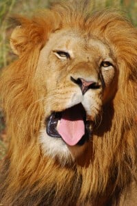 Python vs Lion | Kapama Blog