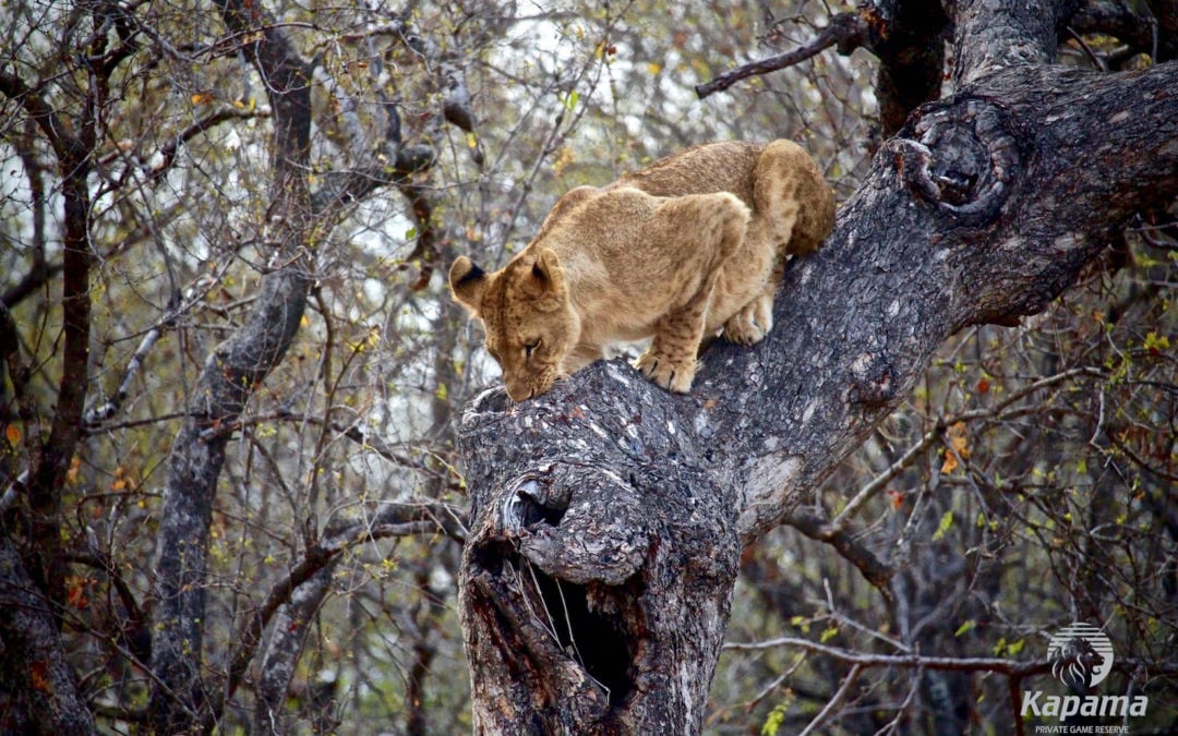 King Clumsy Cat