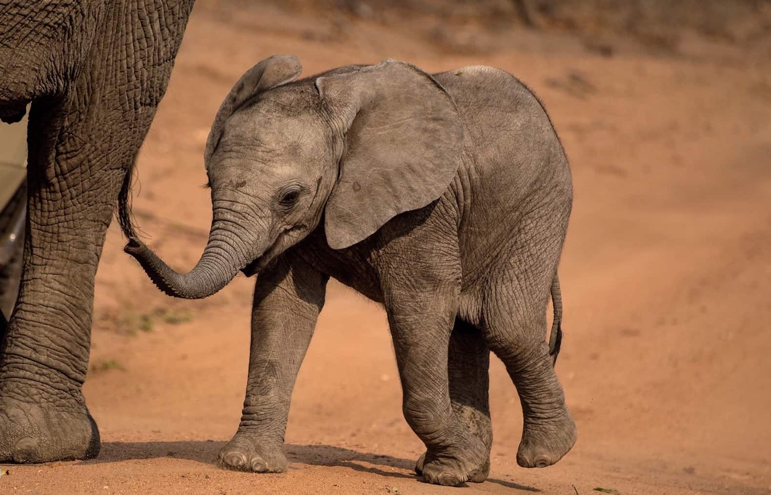 Picture Of Baby Elephant